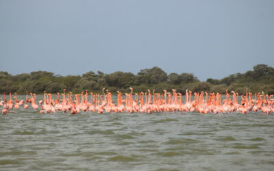 AVISTAMIENTO DE AVES